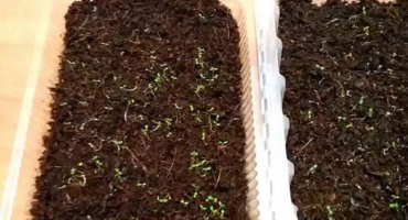 Jak správně potápět sazenice